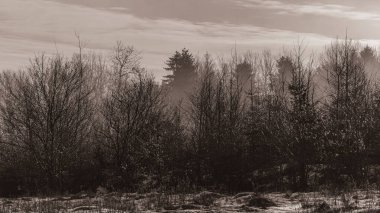 # Güzel sonbahar ormanı sabah #