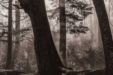 Bir sürü karlı ve ağaçlı güzel bir ormanın siyah beyaz fotoğrafı.