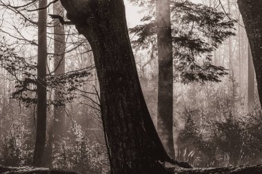 Ormanda sisli bir sabah