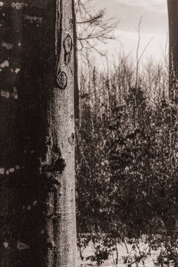 Karda huş ağacı gövdesi, kış manzarası