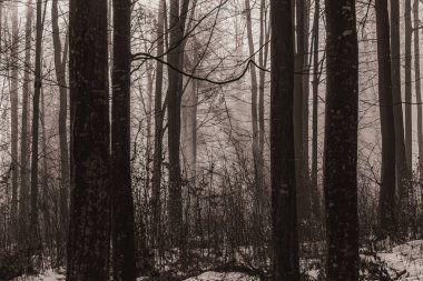 Karla kaplı ağaçlarla kaplı kış sisli ormanı.