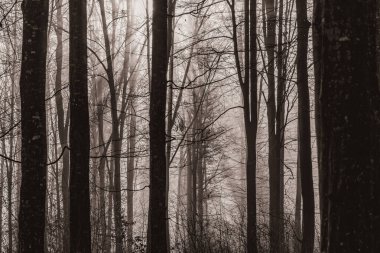 Ormanda ağaçlar olan güzel kış manzarası