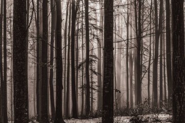 Landscapes, Forest, Carpathians, Photos of nature -Black and white photos, monochrome photos - Europe, Eastern Europe