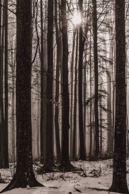 Landscapes, Forest, Carpathians, Photos of nature -Black and white photos, monochrome photos - Europe, Eastern Europe