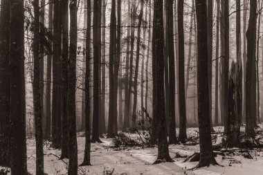 Landscapes, Forest, Carpathians, Photos of nature -Black and white photos, monochrome photos - Europe, Eastern Europe