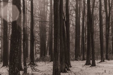 Landscapes, Forest, Carpathians, Photos of nature -Black and white photos, monochrome photos - Europe, Eastern Europe