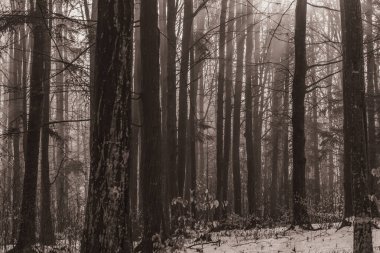 Landscapes, Forest, Carpathians, Photos of nature -Black and white photos, monochrome photos - Europe, Eastern Europe