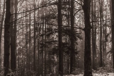 Landscapes, Forest, Carpathians, Photos of nature -Black and white photos, monochrome photos - Europe, Eastern Europe