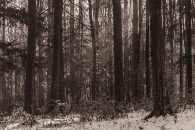 Landscapes, Forest, Carpathians, Photos of nature -Black and white photos, monochrome photos - Europe, Eastern Europe