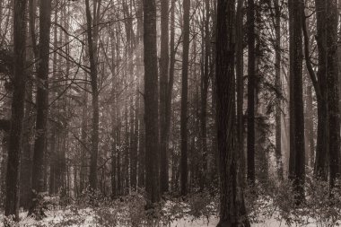 Landscapes, Forest, Carpathians, Photos of nature -Black and white photos, monochrome photos - Europe, Eastern Europe