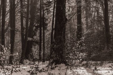 Landscapes, Forest, Carpathians, Photos of nature -Black and white photos, monochrome photos - Europe, Eastern Europe