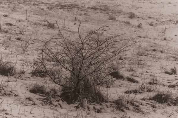 bir alanı ağacında