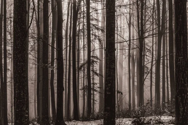 Landscapes, Forest, Carpathians, Photos of nature -Black and white photos, monochrome photos - Europe, Eastern Europe