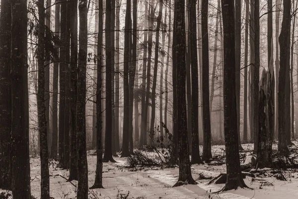 Landscapes, Forest, Carpathians, Photos of nature -Black and white photos, monochrome photos - Europe, Eastern Europe