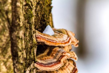Ölü bir sandığa yakın çekim.