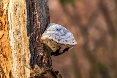 Güzel beyaz ve kahverengi ahşap bir gövdeye yakın çekim. Arka planı bulanık..