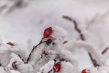 Karla kaplı ağaçlarla kaplı güzel kış manzarası