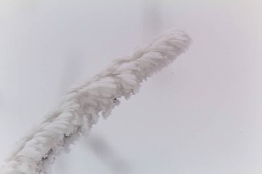 Makro fotoğraf, Hayvanlar, Doğa - Urope, Doğu Avrupa