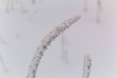 Makro fotoğraf, Hayvanlar, Doğa - Urope, Doğu Avrupa