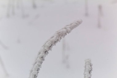 Makro fotoğraf, Hayvanlar, Doğa - Urope, Doğu Avrupa