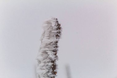 Makro fotoğraf, Hayvanlar, Doğa - Urope, Doğu Avrupa