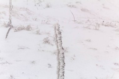 Makro fotoğraf, Hayvanlar, Doğa - Urope, Doğu Avrupa