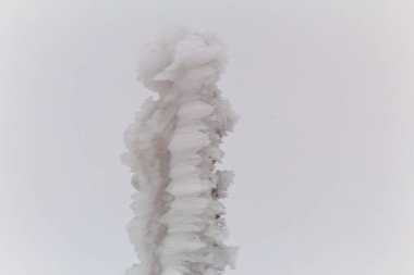 Makro fotoğraf, Hayvanlar, Doğa - Urope, Doğu Avrupa