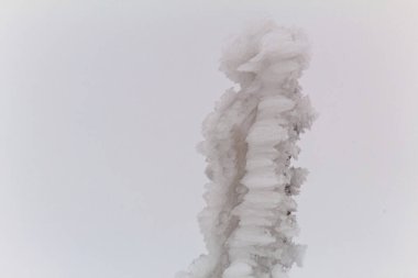 Makro fotoğraf, Hayvanlar, Doğa - Urope, Doğu Avrupa