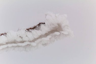 Makro fotoğraf, Hayvanlar, Doğa - Urope, Doğu Avrupa