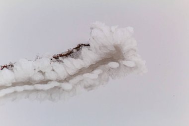 Makro fotoğraf, Hayvanlar, Doğa - Urope, Doğu Avrupa