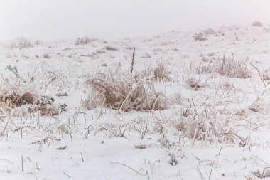 Karla kaplı ağaçları olan güzel bir manzara.