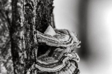 Ölü bir ağacın siyah beyaz fotoğrafı.