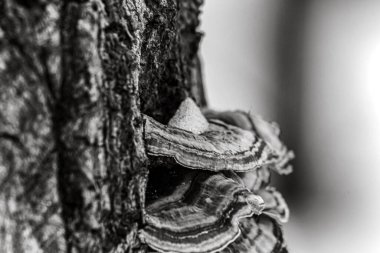 Bir ağaç gövdesini kapatın.