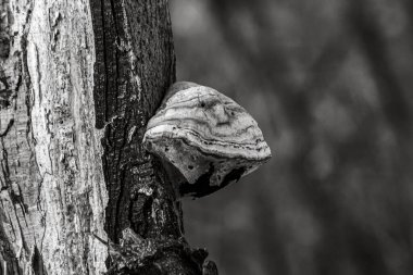 Arka planda bulanık bir ağaç gövdesinin yakın plan görüntüsü.