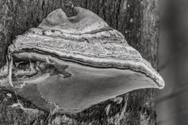 Eski ve kirli ağaç kütüğü.