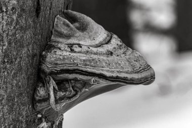 Bir sürü karlı eski tahta gövde.