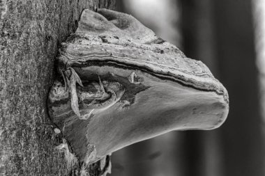 Ağaç gövdesi, gövde dokusu, doğal arkaplan