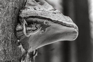 Bir ağaç gövdesini kapatın.