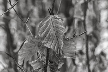 Ağacın üzerinde kuru yaprak