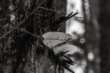 Beyaz lekeli ölü bir ağacın gri tonlu görüntüsü