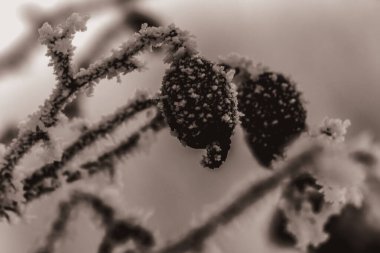 Parkta karla kaplı ağaçlar