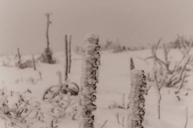 Kışın karlı donmuş çam ağacı dalı