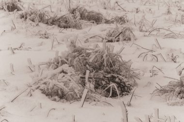 Kışın karla kaplı çimenler.