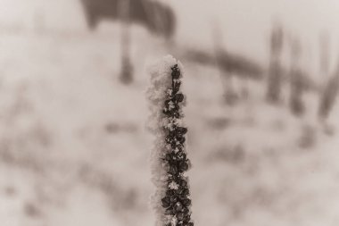 buz kristalleriyle kaplı kar