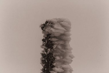 Ormandaki ağaç dalları, bitki örtüsü ve yapraklar.