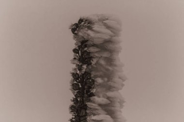 Karla kaplı ağaçlarla kaplı güzel kış manzarası