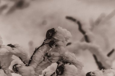 Kış manzarası. Ağaçlar kar kaplı