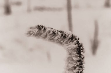 Bahçedeki kuru otlar