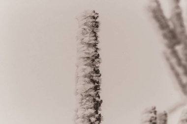 Kışın donmuş bitkiler