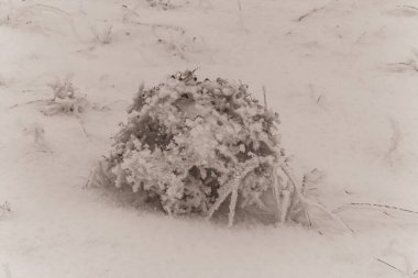 Karlı güzel kış manzarası